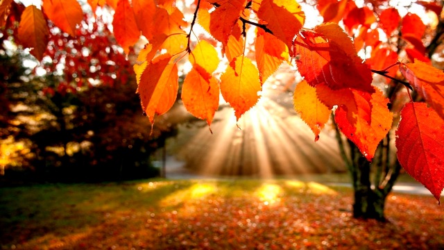 fondos-de-escritorio-paisajes-trees-autumn-leaves-fall-sunlight-nature-1080x1920